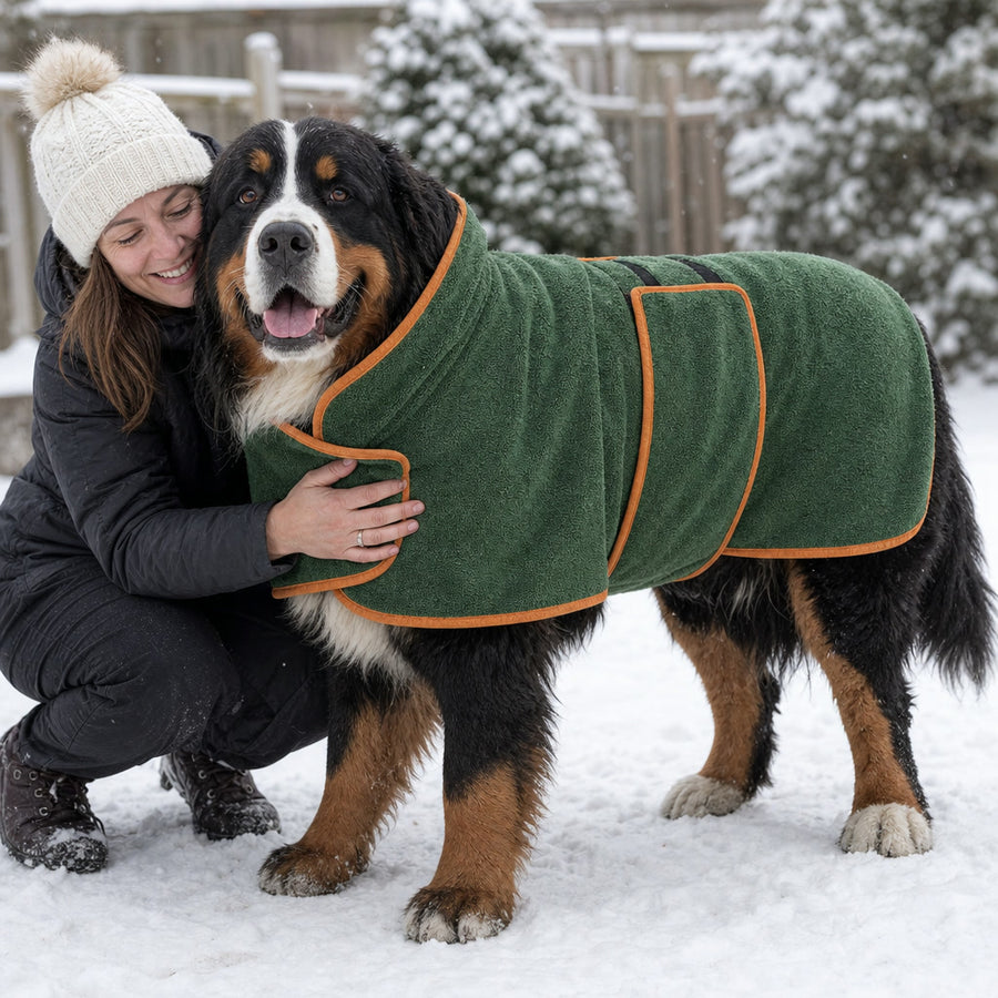 Bernese mountain dog wearing an XXL dog bathrobe in the snow